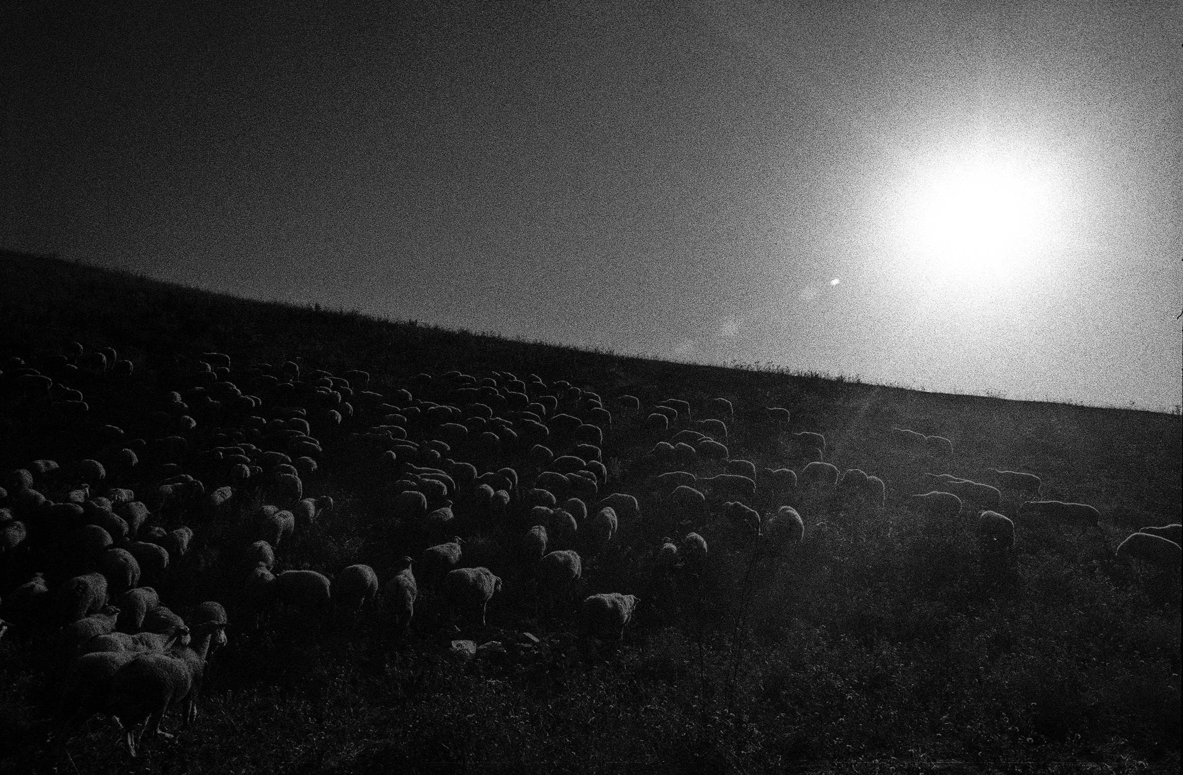 EN L'ETAT-Transhumance